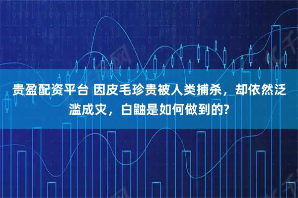 贵盈配资平台 因皮毛珍贵被人类捕杀，却依然泛滥成灾，白鼬是如何做到的?