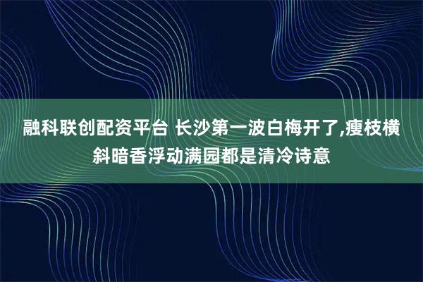融科联创配资平台 长沙第一波白梅开了,瘦枝横斜暗香浮动满园都是清冷诗意